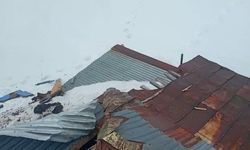 Gümüşhane yaylalarında ayı dehşeti devam ediyor