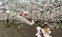 Kars'ta kayısı bahçeleri beyaza büründü: Bereketli sezon umudu