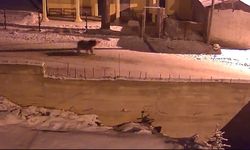 Kış uykusundan uyanan ayılar Bayburt'un köylerinde yiyecek aradı