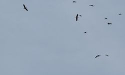 Kozan semalarında leyleklerin göç yolculuğu mest etti