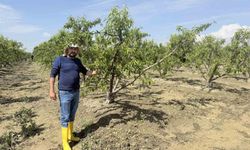 Mersin'de selin ardından bahçelerde sular yeni çekildi
