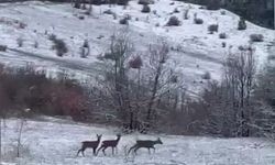 Nadir misafirler kar altında görüntülendi: Refahiye'de kızıl geyik heyecanı