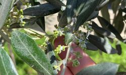 Sarıgöl'de zeytin üreticileri pamuklu bit zararlısına karşı uyarıldı