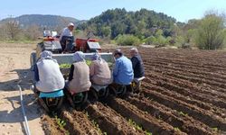 Selendi'de tütün mesaisi başladı