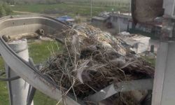 Sokak lambaları kuşlara yuva oldu