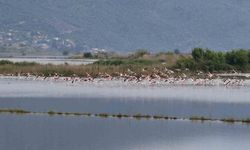 Su altında kalan arazilerde flamingolar görsel şölen oluşturdu