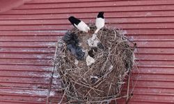 Yıllardır süren gelenek bozulmadı, Sivas'ın 'Leylekli okulu' misafirlerine kavuştu