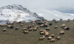 Yüksekova'da küçükbaş hayvanlar meraya çıktı