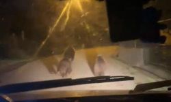 Zonguldak'ta aç kalan ayılar köye indi