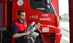 Alaplı'da yaralı gri balıkçıl için zamanla yarış