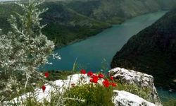 Araban Ovası'na bahar geldi