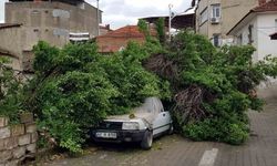 Asırlık ağaç park halindeki aracın üzerine devrildi