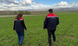 Aydıntepe'de hububat ekili alanlarda hastalık ve zararlı kontrolü yapıldı