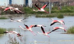 Ayvalık'ın pembe kanatlı misafirleri