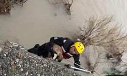 Batman Çayı'nda adacıkta mahsur kalan köpek kurtarıldı
