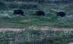 Bursa'da domuzlar şehir içinde görüntülendi
