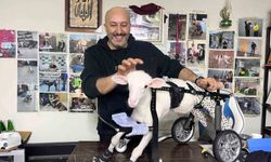Demir ustası felçli canlara 'umut' oluyor: 9 yılda bin hayvanı ayağa kaldırdı