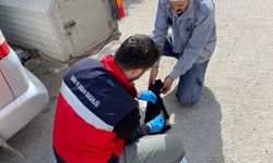 Emet'te sahipli kedi ve köpeklere mikroçip uygulaması, kimliklendirme ve pasaport tahsisi işlemleri