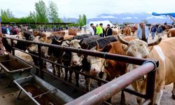 Erzincan'da hayvan pazarı hareketlendi: Sıkı pazarlıklar başladı