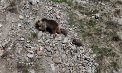 Erzurum Oltu'da bozayı iki yavrusuyla görüntülendi