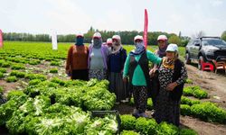 Iğdır'da sezonun ilk hasadı marulla başladı