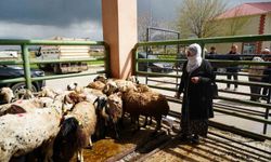 Kadın üreticilere 3 bin küçükbaş hayvan desteği