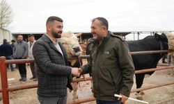 Kastamonu'da Kurban Bayramı hareketliliği: 850 kilogramlık tosun 340 bin liraya alıcı buldu