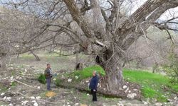 Malatya'daki 270 yıllık ceviz ağacı zamana direniyor