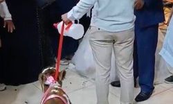 Osmaniye'de damada düğünde altın yerine buzağı verildi