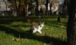 Osmanlı'dan miras 'kedi sevgisi' İstanbul'da yaşatılıyor