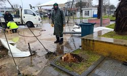Sakarya'da 25 metrelik kavak ağacı şiddetli rüzgara dayanamadı