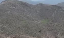 Şırnak'ta kartalın domuz avı kamerada