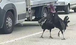Yol ortasındaki hindi kavgası trafiği durdurdu