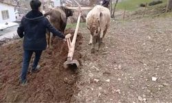 Zamana direnen gelenek: Bahçesaray'da traktörün giremediği dik yamaçlarda karasaban mesaisi