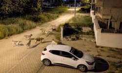 Bolu'da köpek sürüsü tedirginliği