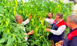 Mersin'de kapya biber üretimi yerinde incelendi