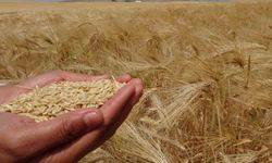Yozgat'ta arpa hasadı başladı