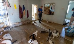 Mersin'de 'çöp ev' ihbarından yaklaşık 100 kedi çıktı