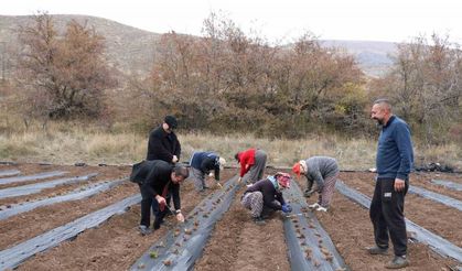 Çilek yetiştiriciliği projesiyle 20 dönüm alana 100 bin fide dikildi