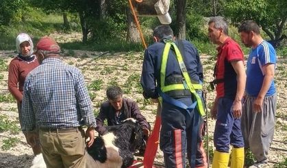 Mersin’de 10 metrelik su kuyusuna düşen danayı itfaiye kurtardı