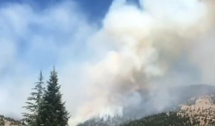 Kahramanmaraş’ta orman yangını