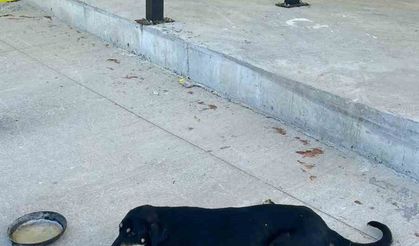 Osmaneli’nde aracın çarptığı köpek ameliyat edildi