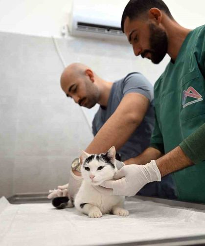 Mersin'de sokak kedileri için yeni merkez hizmete girdi