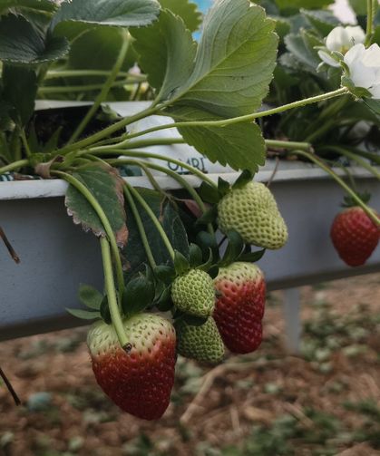 Silifke'de örtü altı çilekte bahar hasadı: Kilosu 140 ile 160 TL arasında