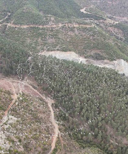 Mersin'de ak pelikanların dansı görsel şölen sundu