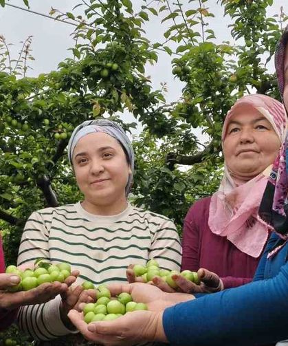 Mersin'de açıkta erik hasadı başladı, fiyatı 200 TL'ye kadar düştü