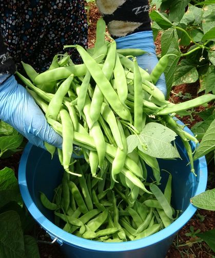 Turfanda 'sarıkız' hasadı başladı: Kilosu 100 TL'den alıcı buldu