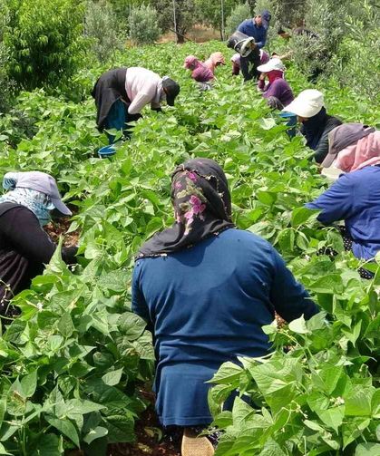 Turfanda 'sarıkız' hasadı başladı: Kilosu 100 TL'den alıcı buldu