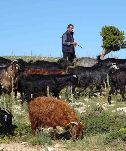 Türkiye'nin Keçi Başkenti Mersin'de Yayla Sezonu Açıldı