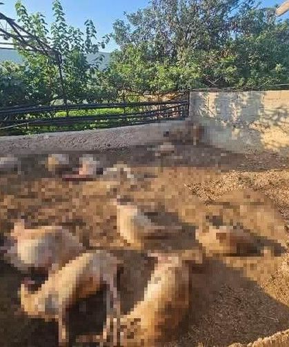 Silifke'de Kurt Kabusu :  29 Koyun Telef Oldu